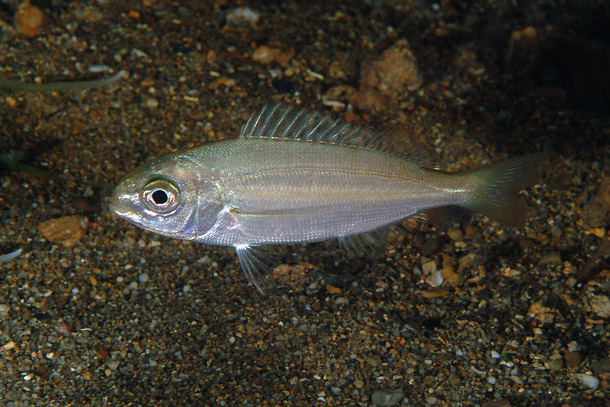 Pagellus acarne (Pagello bastardo)